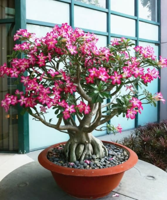 Graines de bonsa rose rose du dsert : plante  fleurs  faire soi-mme,  adenium, facile d'entretien - Etsy France
