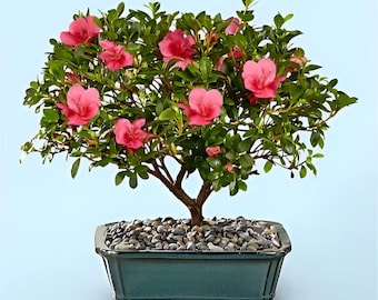 Pink Lagerstroemia indica Bonsai Tree Seeds: Indoor/Outdoor Gardening, House Plant, Flowering Flower Garden