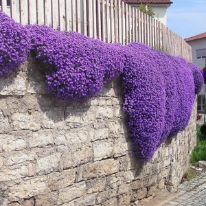 Creeping Wild Thyme seeds, perennial frost hardy ground cover magic carpet, gift for him her mom dad teacher home decor DIY gardening