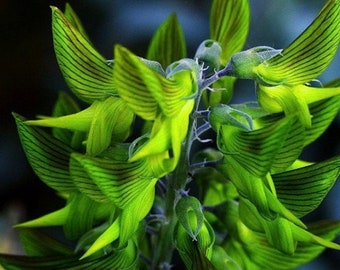 May include: A close-up of a cluster of green flowers with striped petals. The flowers are arranged in a spiral pattern and have a delicate, almost translucent appearance.