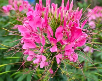 Semillas de Spider Plant Rose Queen, aptas para polinizadores, atraen abejas y mariposas, el mejor regalo para él y para ella, jardinería, regalos de decoración del hogar