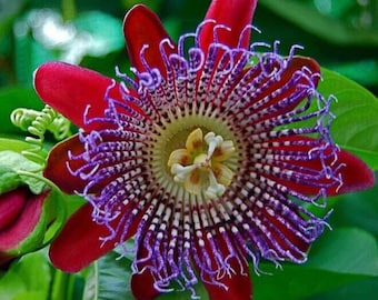 Rode passiebloemzaden: zelf tuinieren, klimplanten Passiflora Quadrangularis, gemakkelijk te kweken