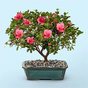 Pink Azalea Bonsai Tree seeds, best gift for him her mom dad teacher, home decor organic gardening DIY birthday flowering house plants