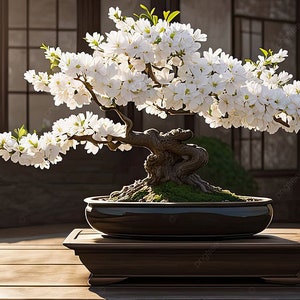 Japanese White Cherry Blossom Bonsai Tree seeds, gift for him and her mom dad teacher gardening DIY birthday perennial plant