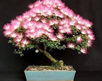 Mammutbaum-Bonsai-Baumsamen - 25 Samen - Etsy.de