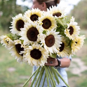 Könnte beinhalten: Ein Strauß weißer Sonnenblumen mit dunkelbraunen Zentren. Die Sonnenblumen sind fächerförmig angeordnet und werden von einer Hand gehalten.