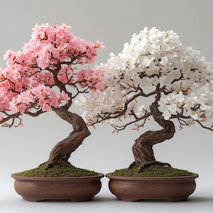 Op de afbeelding: Twee bonsai-bomen, één met roze bloesems en de andere met witte bloesems, staan in bruine keramische potten. De bomen hebben gedraaide, bruine stammen en takken, met groen mos aan de basis. De achtergrond is zachtgrijs.