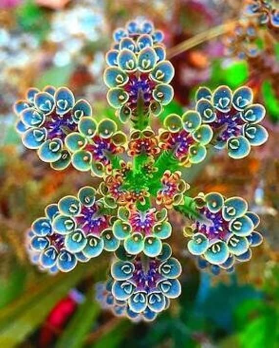 100 Mother of Millions Seeds: Easy to Grow DIY House Plant Succulent, with  Simple Instructions