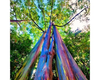 Rainbow Eucalyptus Tree Seeds: Easy to Grow, with Simple Instructions