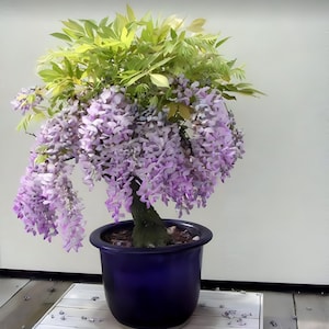 Lila blau Glyzinien Bonsai Baum Samen, bestes Geschenk für ihn ihre Mutter Vater Lehrer Wohnkultur Gartenarbeit DIY Geburtstag Hauspflanzen mehrjährig