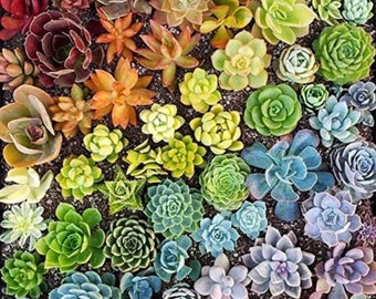 Succulents Seeds Mix, beautiful colors, gift idea, fun and easy to grow, organic, fast shipping, a lovely gift for any plant lover