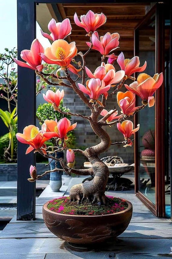 Magnolien-Bonsaibaumsamen, zchten Sie Ihren eigenen Mini-Blhenden  Magnolienbaum, mit einfachen Anweisungen, frostharte Staude - Etsy.de
