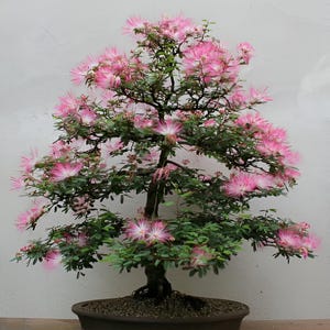 May include: A pink flowering bonsai tree in a brown pot. The tree has many branches and is in full bloom.
