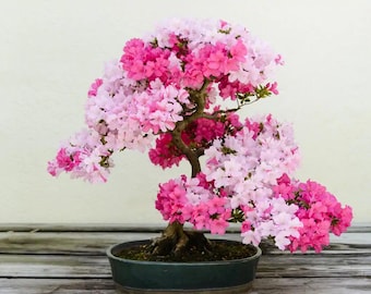 Lagerstroemia Indica Bonsai Tree Seeds: Easy to Grow Flowering House Plant,  With Simple Instructions - Etsy
