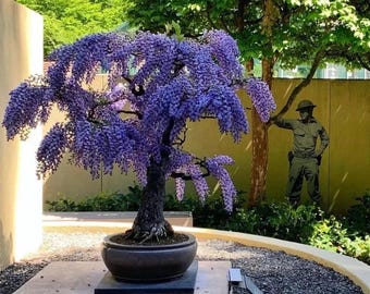 藤の盆栽の種、開花するリビングルームの盆栽、彼への彼女への贈り物