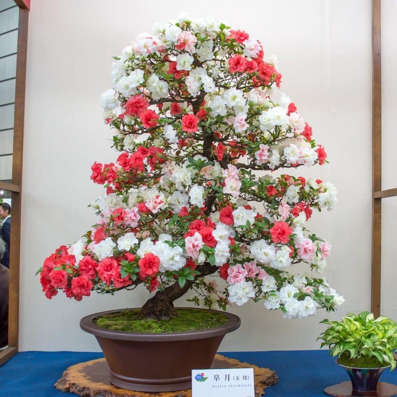 Pink Lagerstroemia Indica Bonsai Tree Seeds: DIY Organic Gardening ...