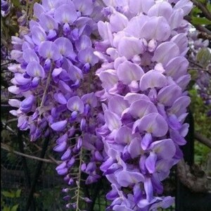 Semi Di Glicine Blu – Helen's Greenhouse – Alta Germinazione 90% Con Istruzioni