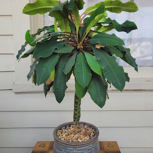 faux plant with pot Artificial Tradescantia Zebrina