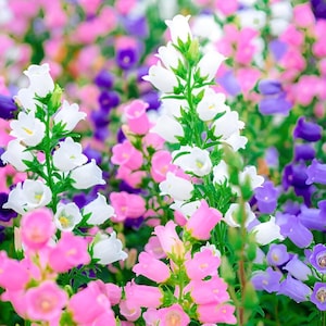 May include: A field of pink, white, and purple bellflowers in bloom. The flowers are clustered together in a variety of shades and sizes.