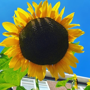 GIANT Sunflower seeds, BIG flowers, 4 M / 12 ft tall best gift for him her mom dad teacher DIY gardening flowering plant home decor birthday