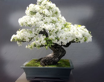Może przedstawiać: Drzewko bonsai z grubym, skręconym pniem i pełną koroną białych kwiatów. Drzewko zasadzone jest w prostokątnej, ciemnozielonej donicy wypełnionej mchem. Tło jest neutralnie szare.