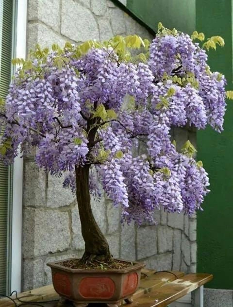 Blue Rain Wisteria Bonsai Tree Seeds, Flowering Mini Tree, Best Gift for  Him Her Mom Dad Teacher, Home Decor Organic Gardening House Plants - Etsy