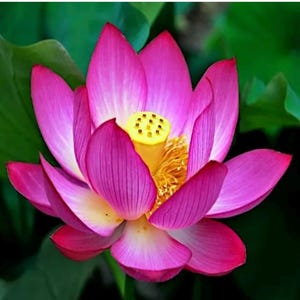 May include: A vibrant pink lotus flower in full bloom, showcasing delicate petals with a gradient of colors from deep pink to white. The flower's center features a yellow seed head and stamens, set against a backdrop of green leaves.