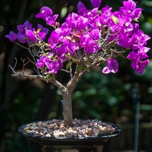 Flowering Bonsai Tree seeds, best gift for him her mom dad teacher indoor & outdoor home decor birthday DIY house plants organic gardening