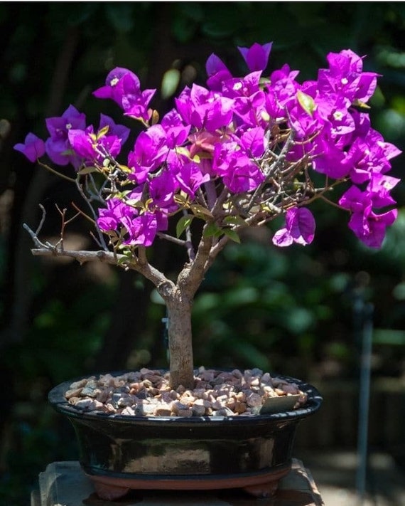 glckskastanie bonsai Rock Feature Twin Trunk Braided Indoor Guiana Chestnut Pachira Aquati   Bonsai Gifts Nursery