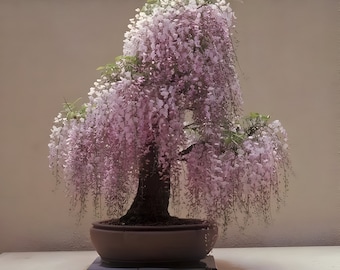 Może przedstawiać: Drzewko bonsai z delikatnymi różowymi kwiatami opadającymi z gałęzi. Drzewko jest posadzone w brązowej doniczce ceramicznej i stoi na czarnej podstawie.