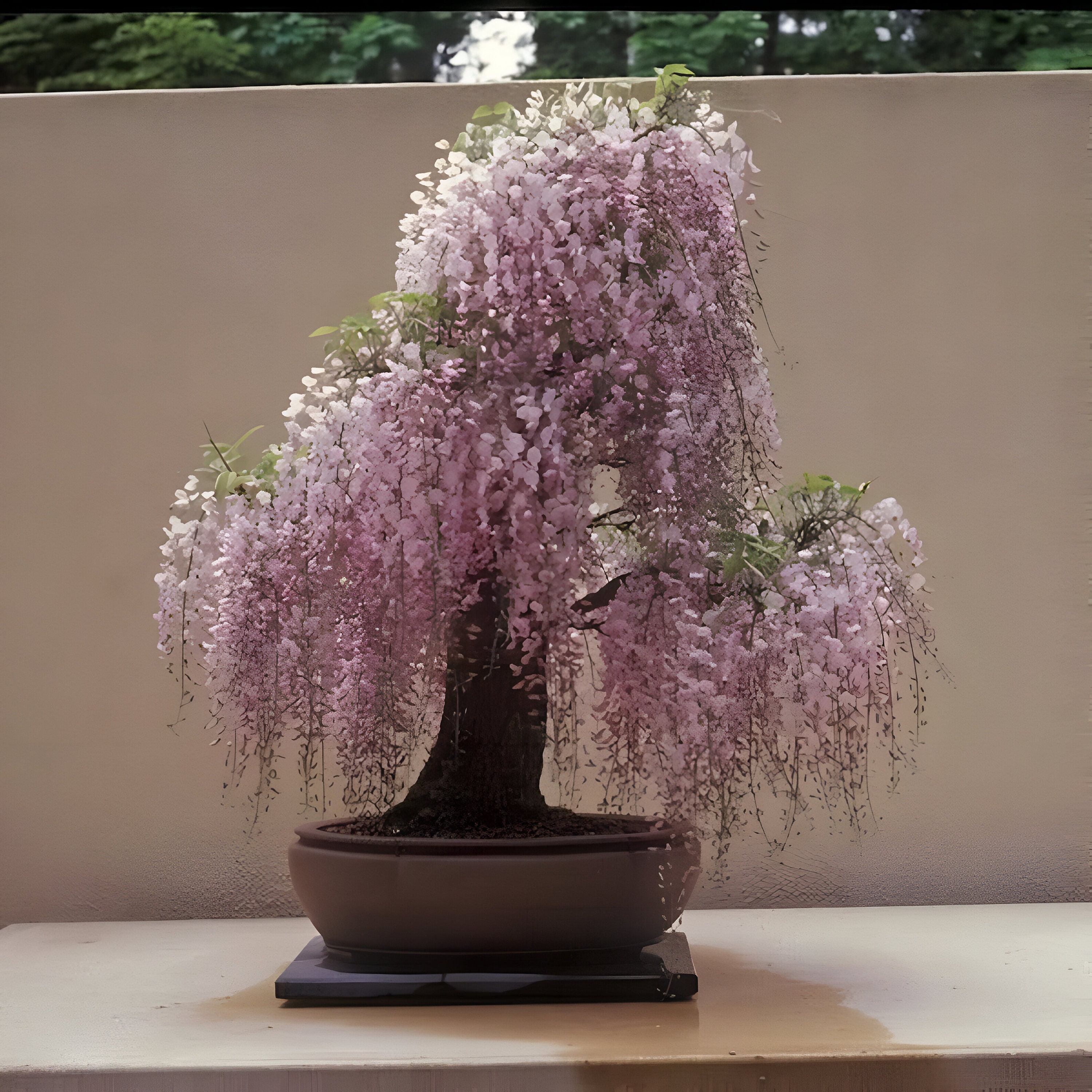 Blauregen bonsai - Etsy.de