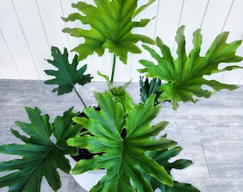 Philodendron Selluom seeds, amazing color and XL leaves, easy to grow, gift for him and her, tropical house plant, urban jungle, home decor