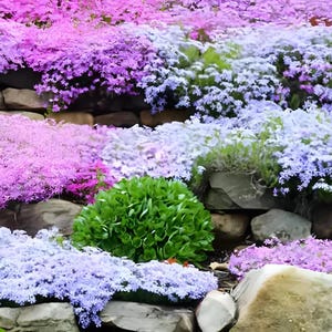 Creeping Wild Thyme seeds, perennial frost hardy ground cover magic carpet, gift for him her mom dad teacher home decor DIY gardening