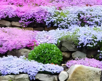 May include: A vibrant garden scene featuring cascading blooms in shades of pink, purple, and lavender. The flowers spill over a stone retaining wall, with a lush green bush in the center. A colorful display of nature's beauty.