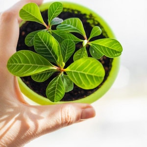 May include: A small green potted plant with bright green leaves and white veins is held in a hand. The pot is a light green colour and filled with dark soil. The plant is in focus, with the background out of focus.
