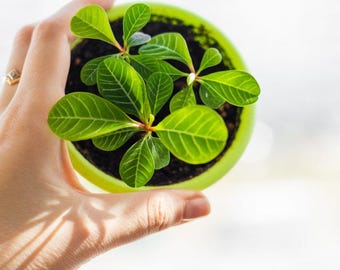Madagaskar Juwel Samen: Indoor Gartenhaus Zimmerpflanze, Euphorbia, einfach  zu zchten, Mini Palme - Etsy.de