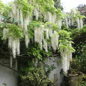 Op de afbeelding: Een witte wisteria-plant met lange, hangende trossen witte bloemen. De plant groeit tegen een muur en is omgeven door groen blad.
