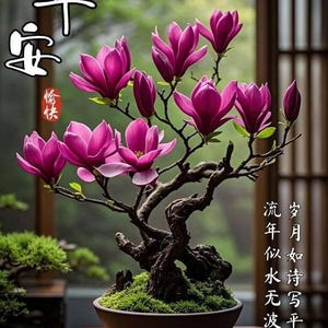 Puede incluir: Un bonsái con vibrantes flores de magnolia magenta. El árbol está en una maceta de cerámica marrón, sobre una mesa de madera. La imagen incluye caracteres chinos y un fondo borroso de una ventana y vegetación.