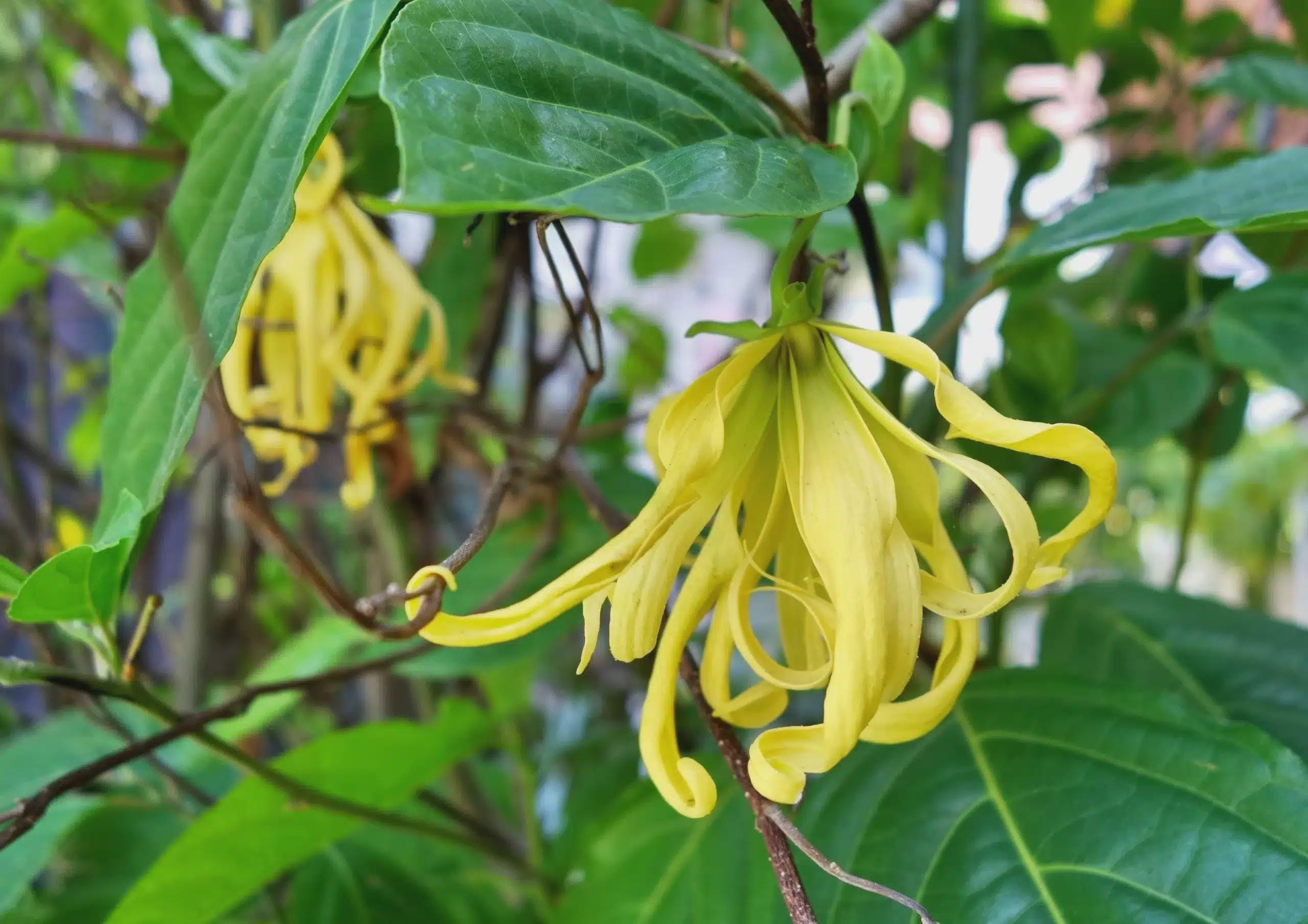 Weltberhmte Ylang Ylang Parfmbaum Samen: Cananga Odorata, DIY  Gartenarbeit, Zimmerpflanzen - Etsy sterreich