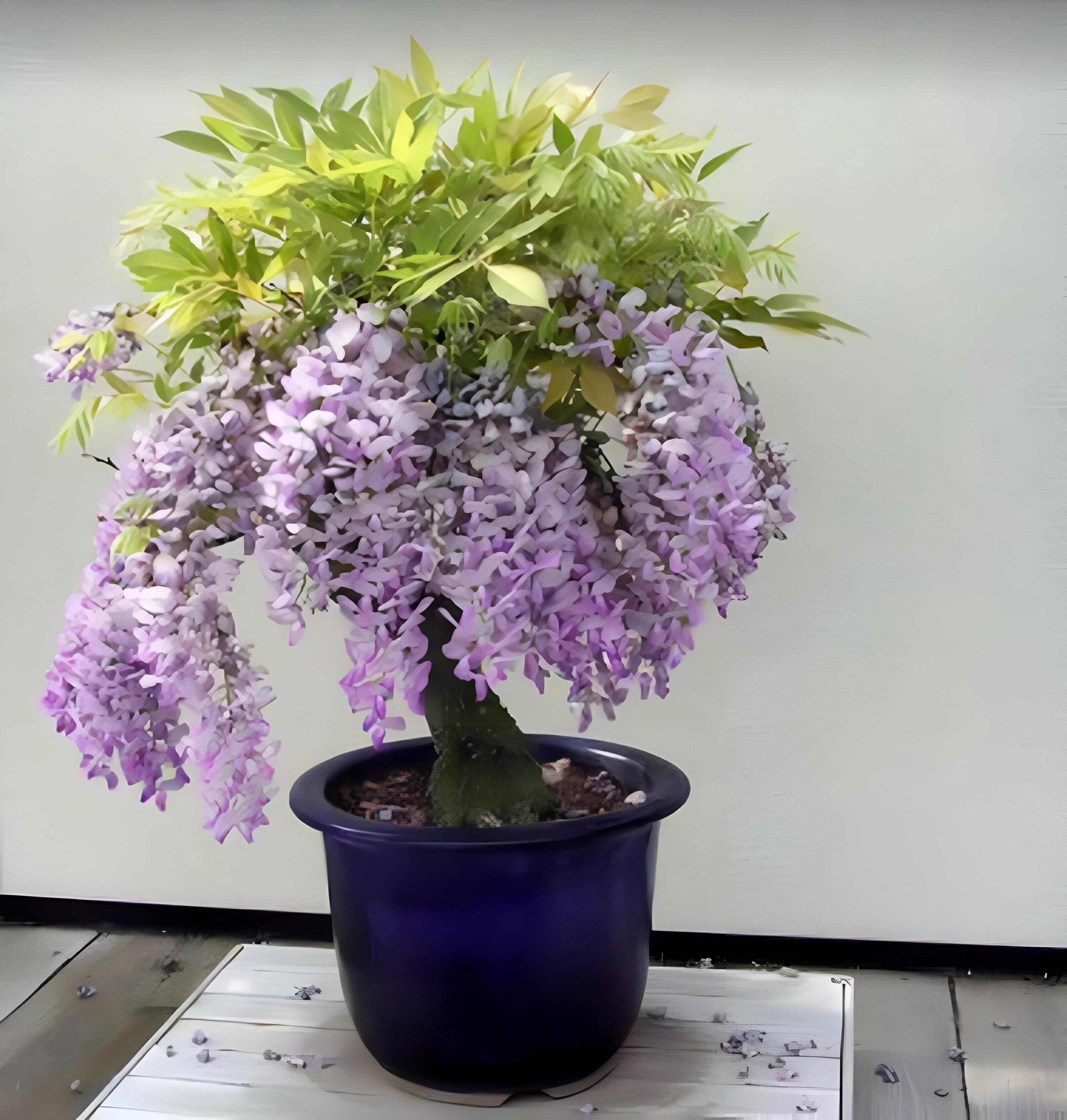 Wisteria Vine Seeds - Flowering Plant for Garden