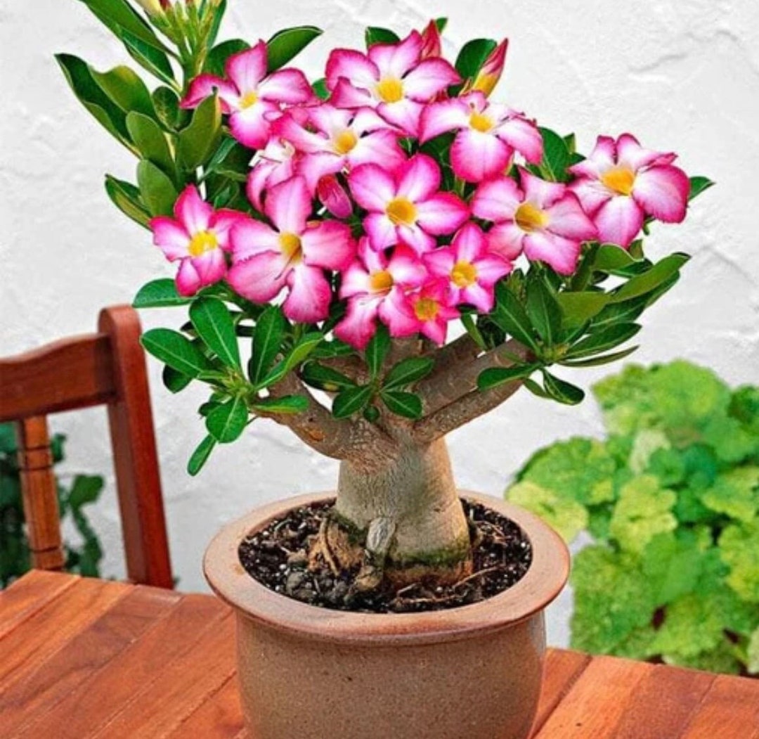 Pink Desert Rose Bonsai Tree Seeds: DIY Organic Gardening, Adenium Easy  Care - Etsy