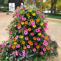 Colourful Black Eyed Susan Seeds: Thunbergia DIY Organic Gardening Flowering Climbing Plant product logo