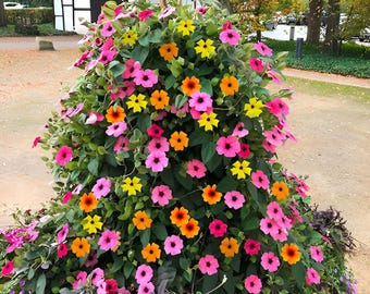 Colourful Black Eyed Susan Seeds: Thunbergia DIY Organic Gardening Flowering Climbing Plant