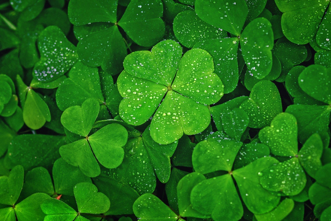 Lucky Irish Clover Seeds, Grow Your Own Pot of Clover, Fun and Easy to ...