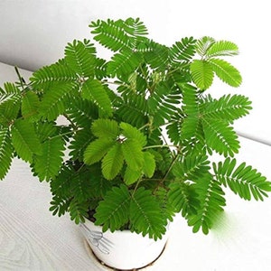 Touch Me Not Plant seeds, Sensitive Plant, Mimosa Pudica best gift for him her mom dad teacher, home decor gardening DIY kids love these