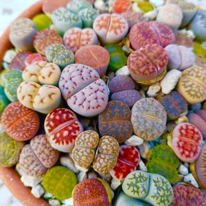 Multi Color Lithops Seeds, amazing colors, fun and easy to grow, gift idea, birthday present, organic, teacher gifts, fast shipping zdjęcie 2