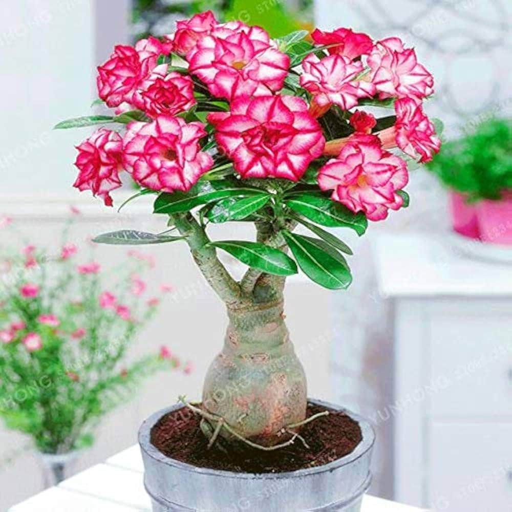 Pink Desert Rose Bonsai Tree Seeds: DIY Home Gardening Adenium, House Plant  - Etsy