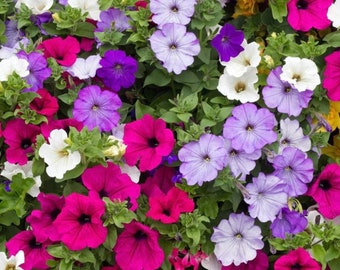 Cascading Petunia seeds, amazing colors, fun and easy to grow, red, white, blue, purple, gardening, organic, best gift for him and her