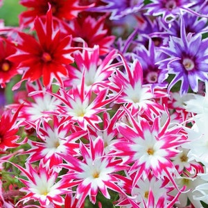 Sterne Phlox Blütensamen, Twinkle Star, bestes Geschenk für ihn ihre Mama Papa Lehrer Wohnkultur DIY Gartenarbeit Geburtstagsgeschenk blühende Zimmerpflanze
