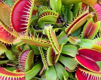 Graines de piège à mouches Venus : plante carnivore, piège à mouches de jardinage à faire soi-même, facile d'entretien, usage intérieur et extérieur, les enfants adorent